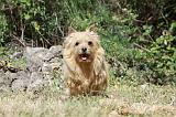 NORWICH TERRIER 089